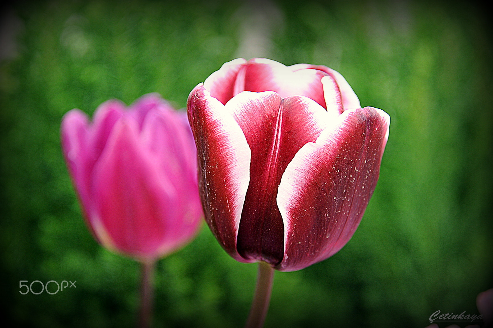 Nikon D3 sample photo. Tulıp photography