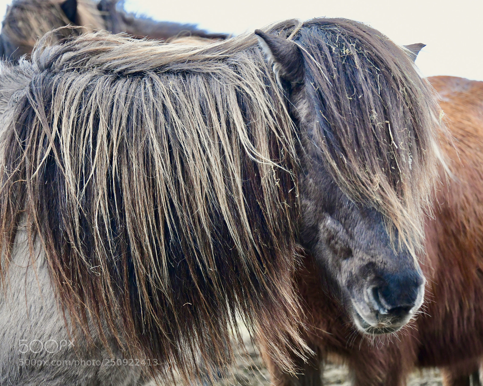 Nikon D850 sample photo. Horse of iceland photography