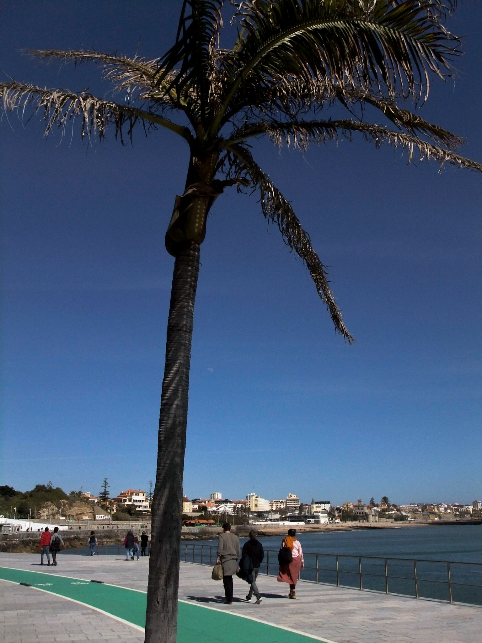 FujiFilm FinePix Z800EXR (FinePix Z808EXR) sample photo. Palmtrees photography