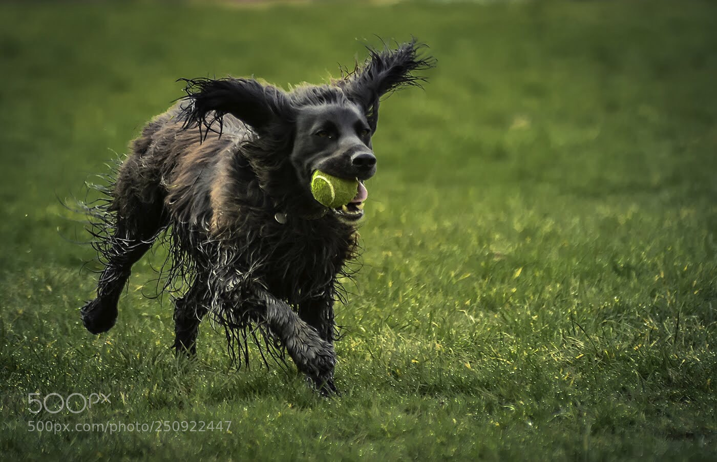 Nikon D7100 sample photo. Fly away ears photography