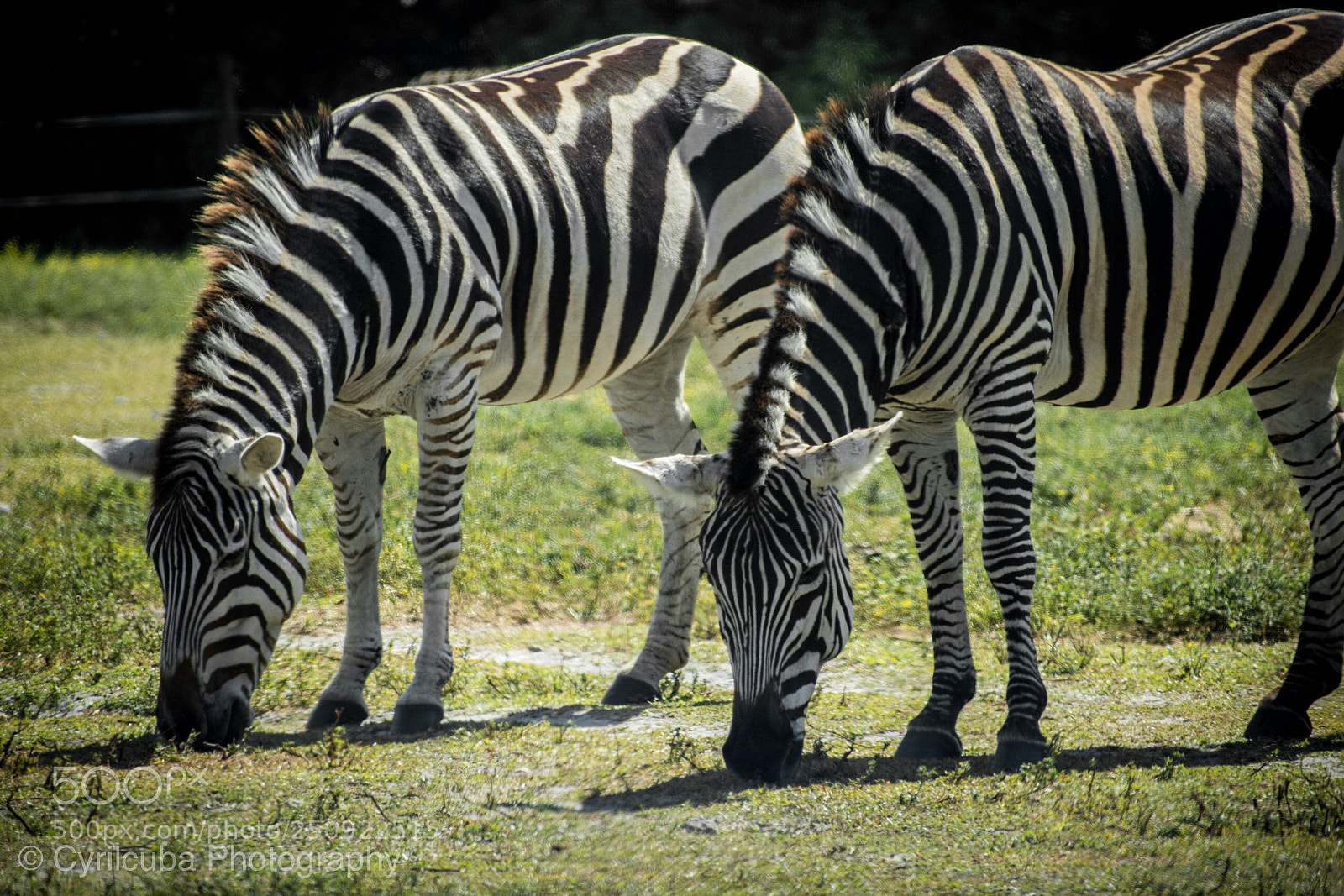 Nikon D5500 sample photo. Stripes  photography