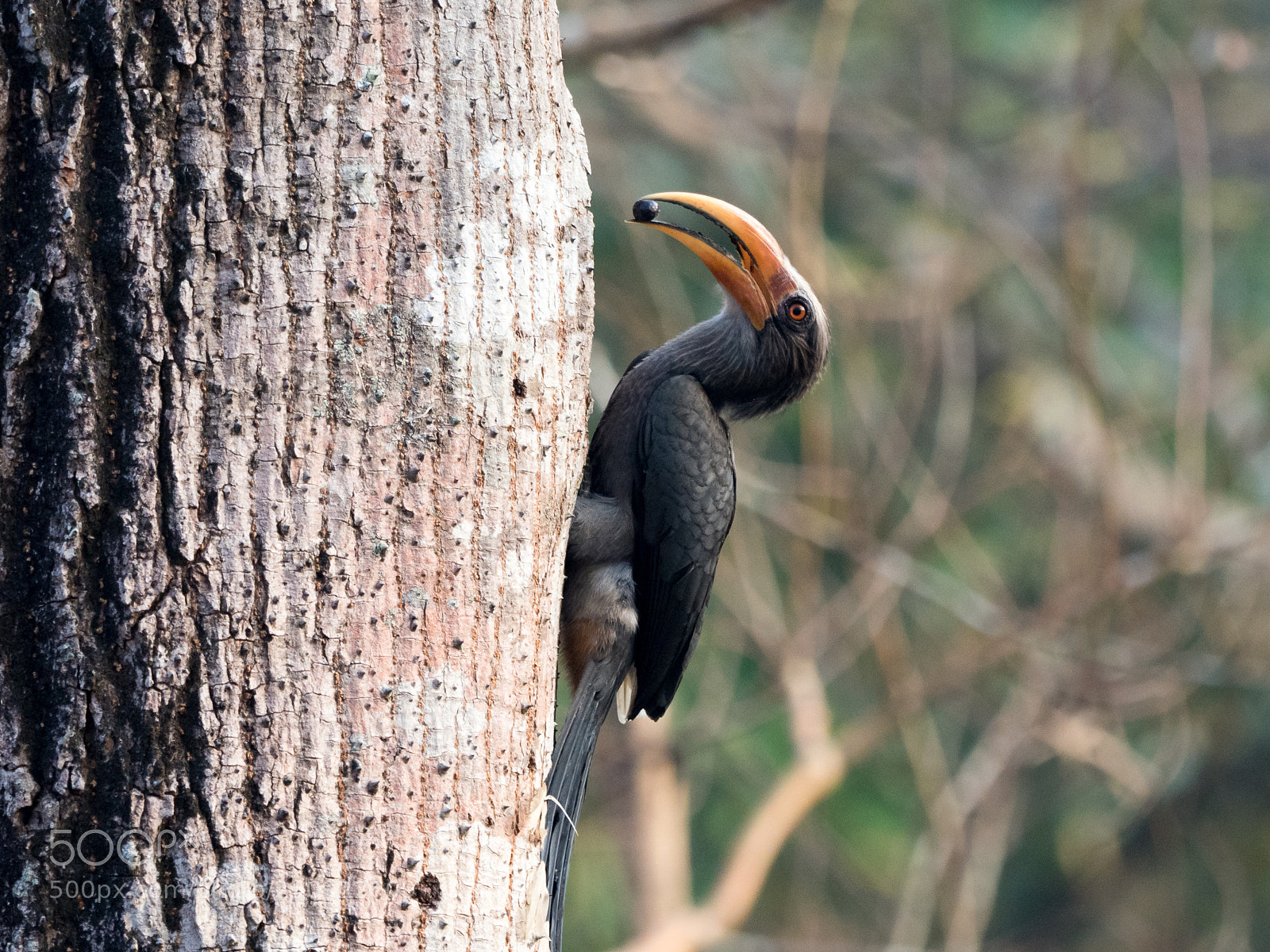 Olympus OM-D E-M1 Mark II sample photo. Malabar grey hornbill photography
