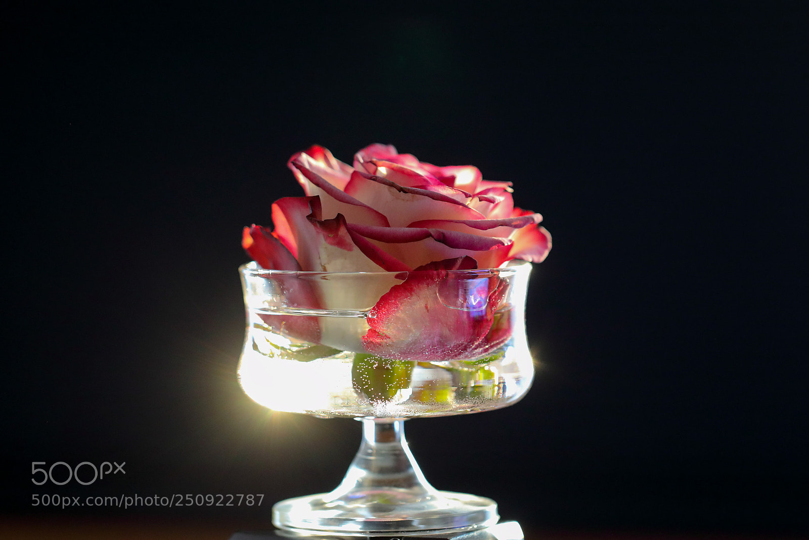 Canon EOS 5D Mark IV sample photo. Rose at sunset photography