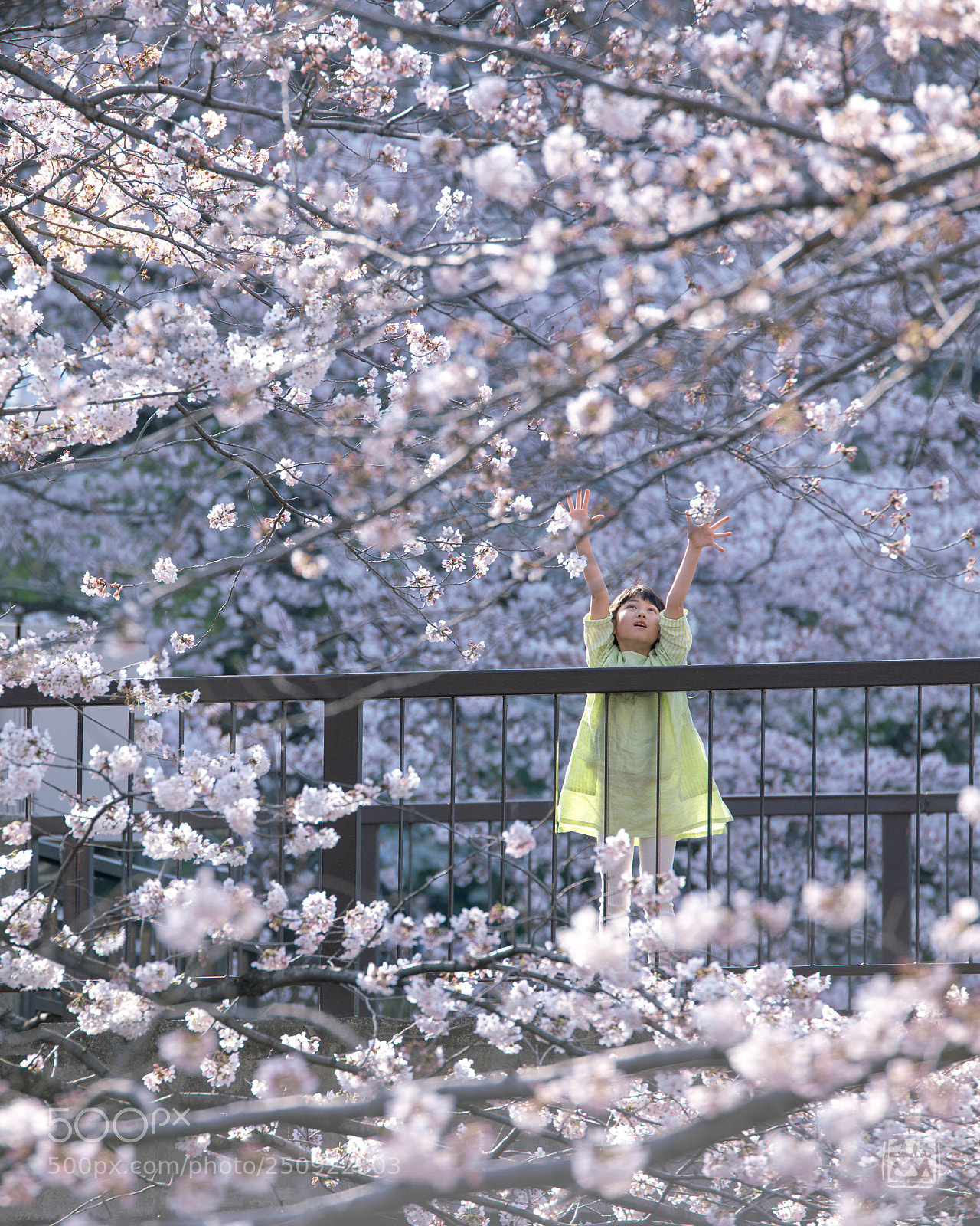 Nikon D850 sample photo. Surrounded by the cherry photography
