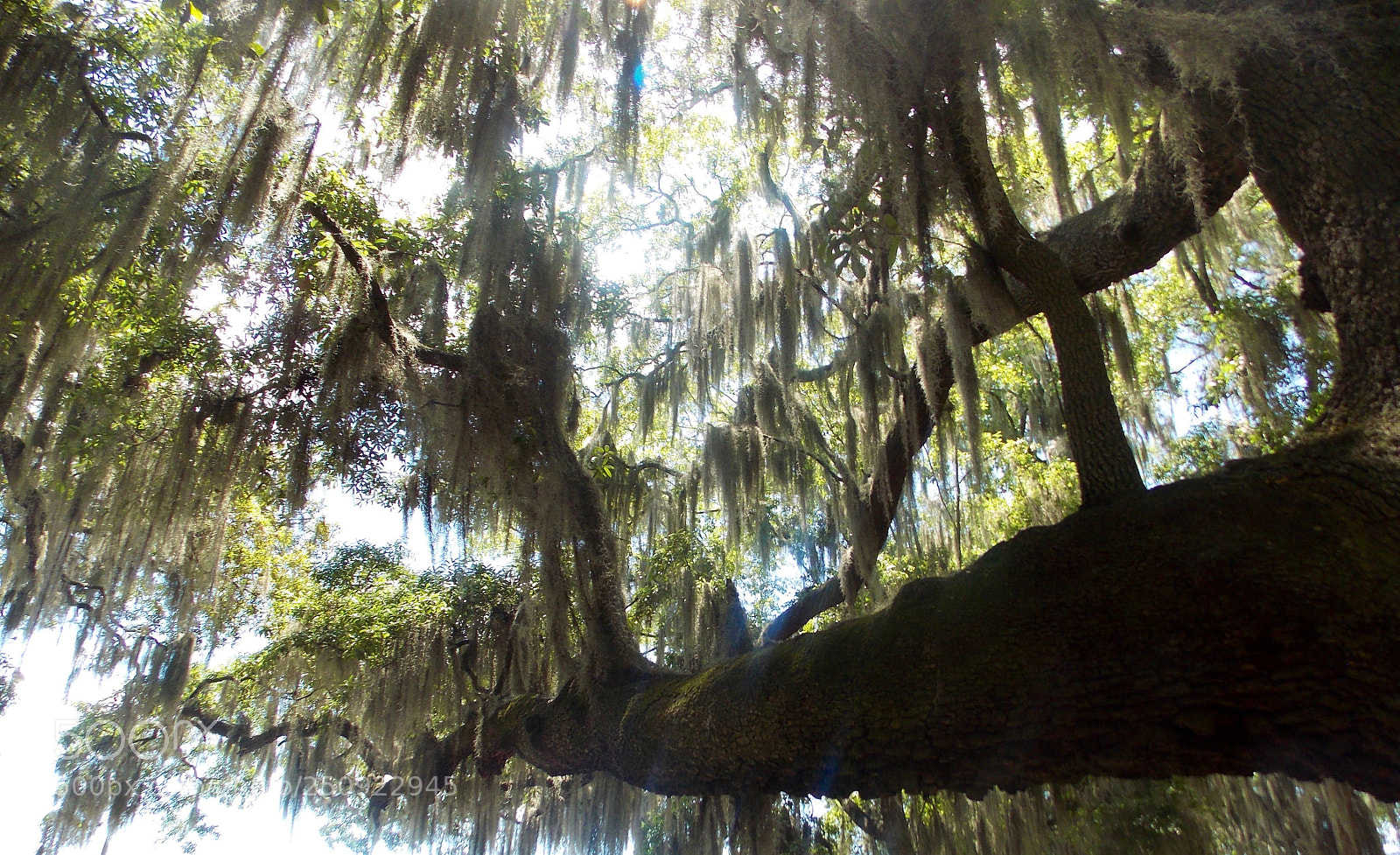 Nikon Coolpix L810 sample photo. Georgia cypress trees photography
