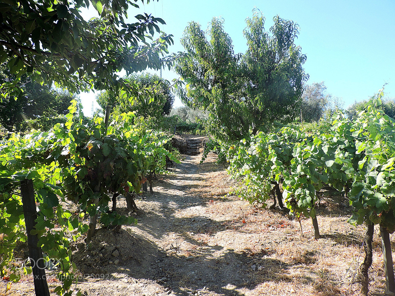 Nikon Coolpix P530 sample photo. Lamego, norte, portugal photography