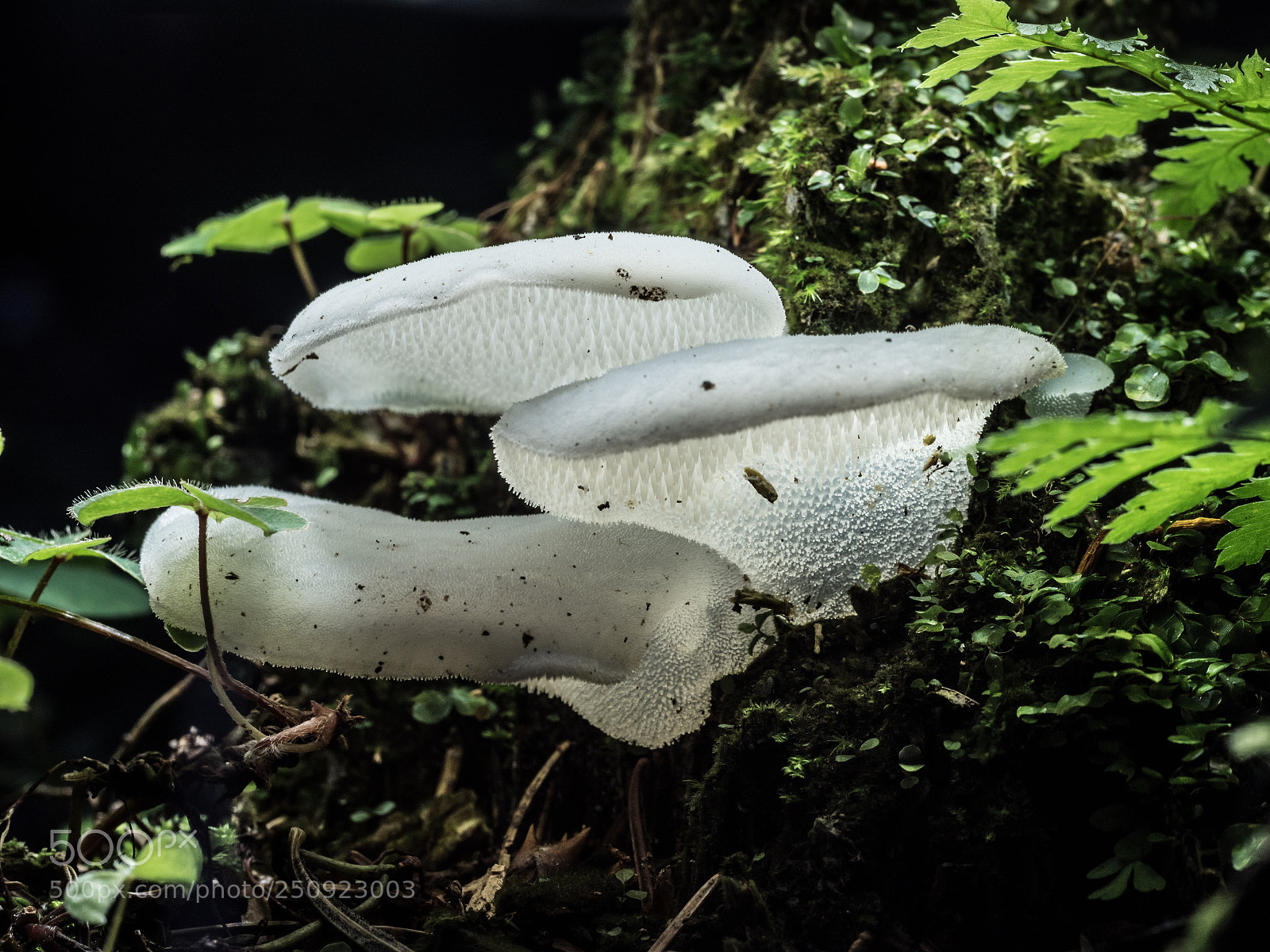 Olympus PEN-F sample photo. Glowing mushrooms photography