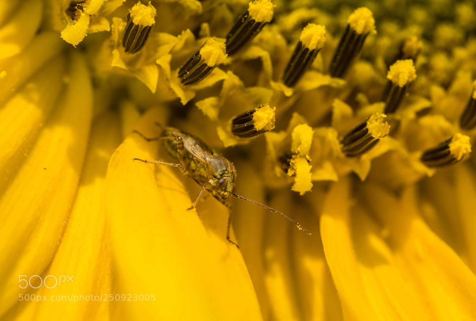 Olympus PEN-F sample photo. Beetle on sunflower photography