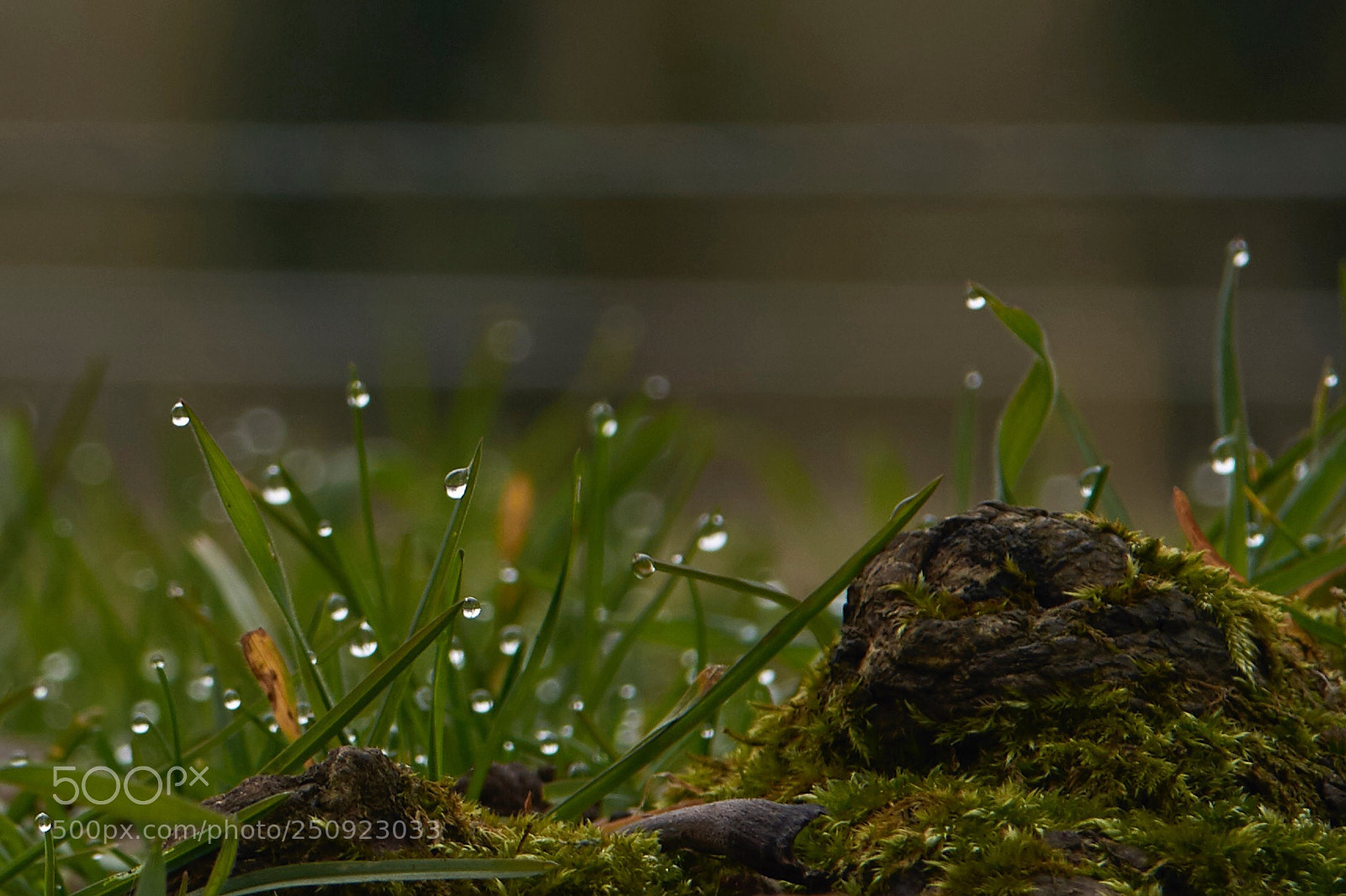 Nikon D7200 sample photo. Morning dew photography