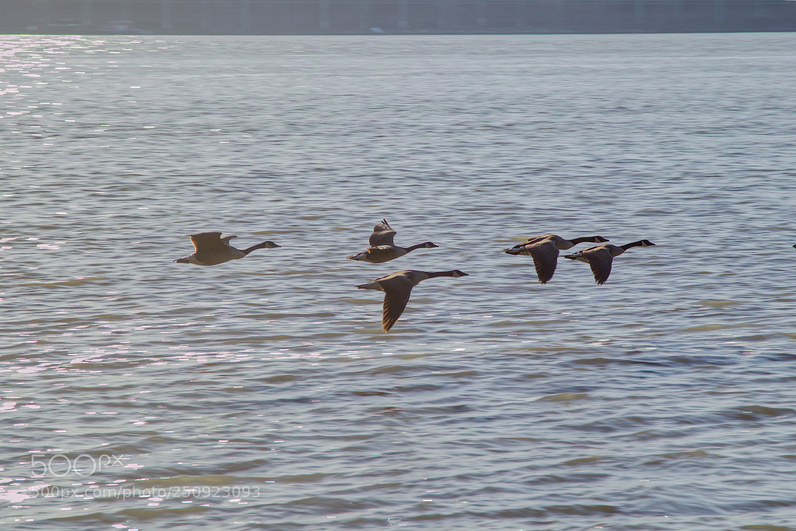 Canon EOS M5 sample photo. Canadian geese heading down photography