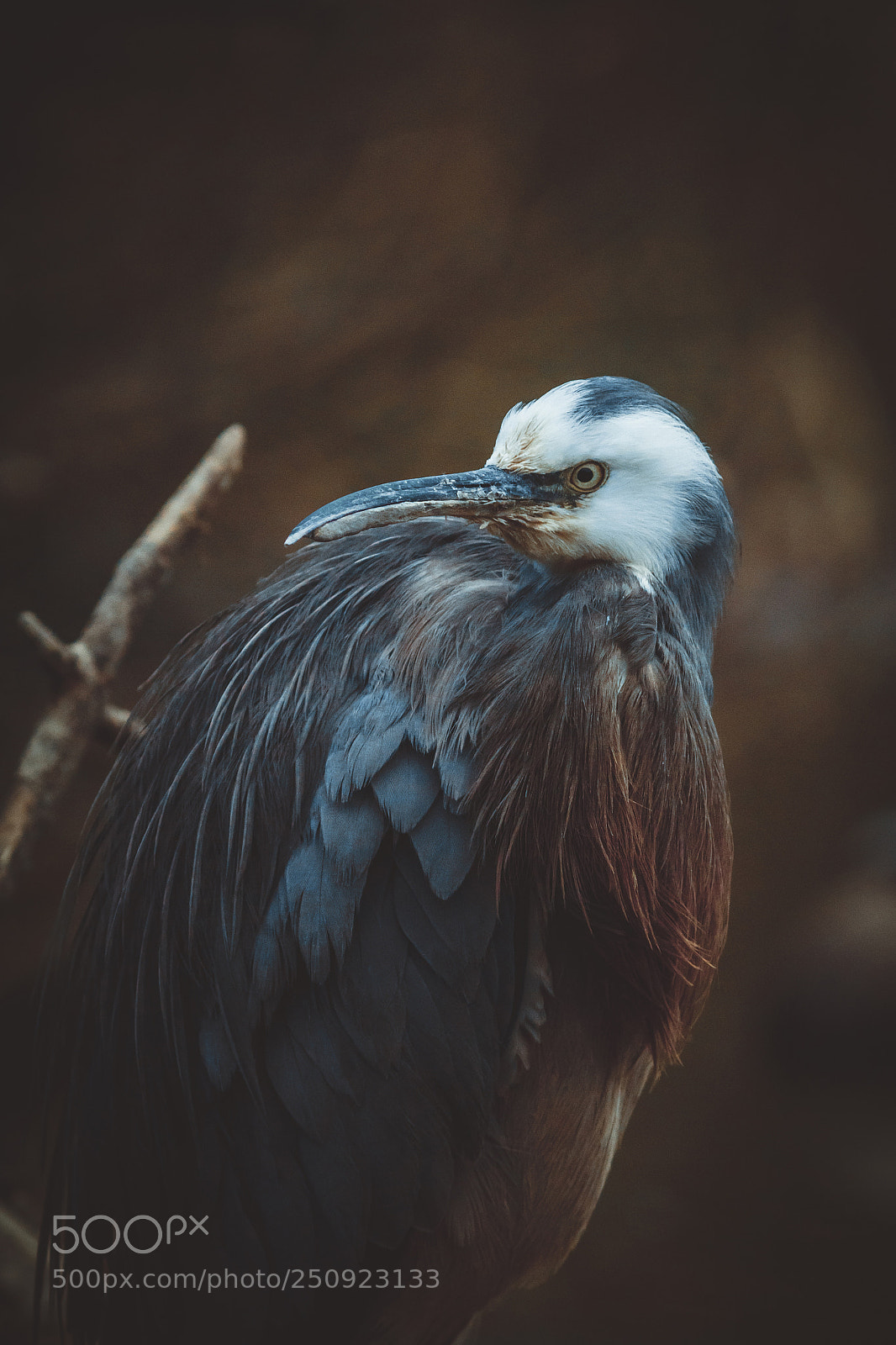 Canon EOS 80D sample photo. Aigrette face blanche photography