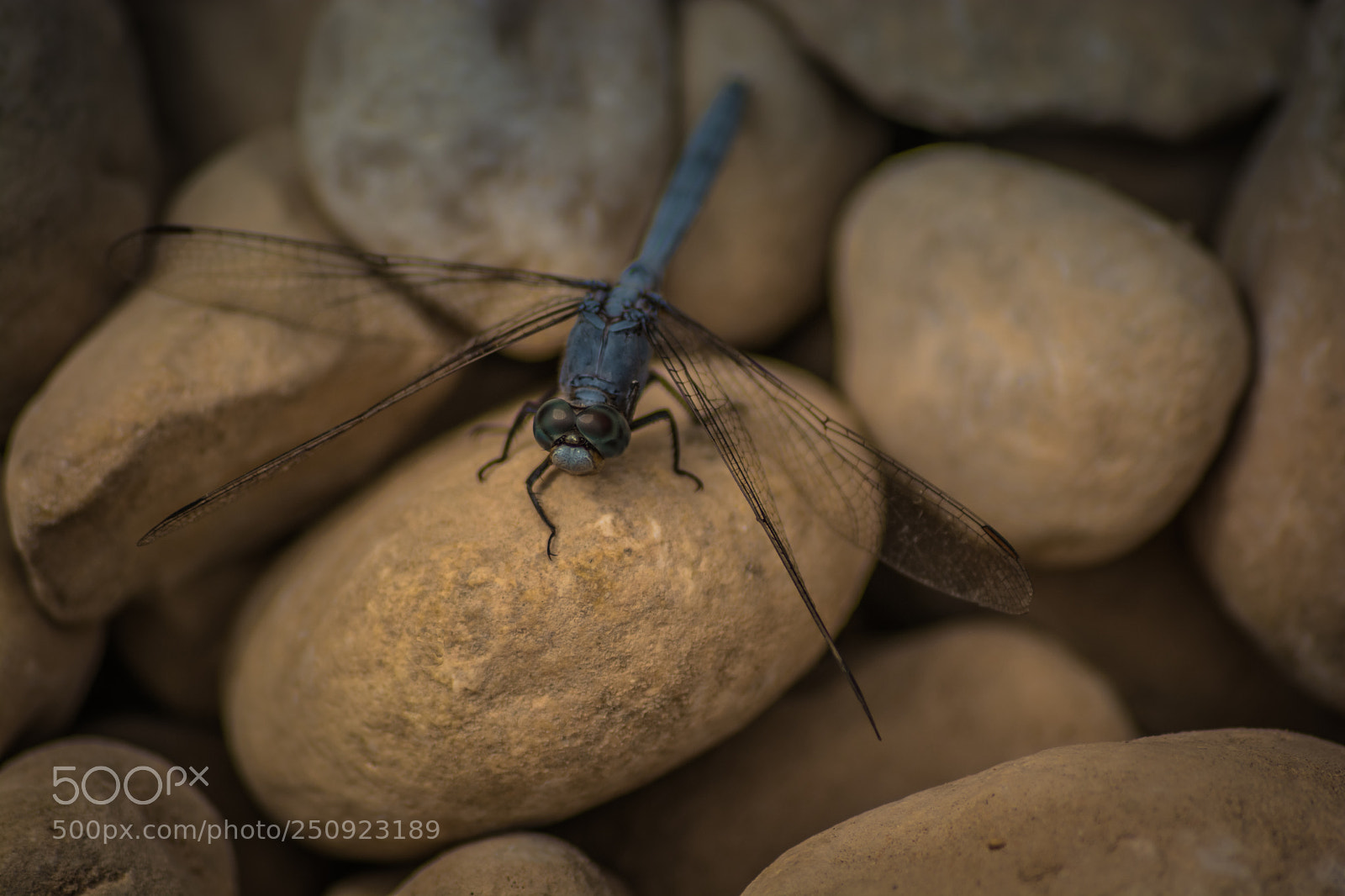 Nikon D7100 sample photo. Male's dragonfly photography