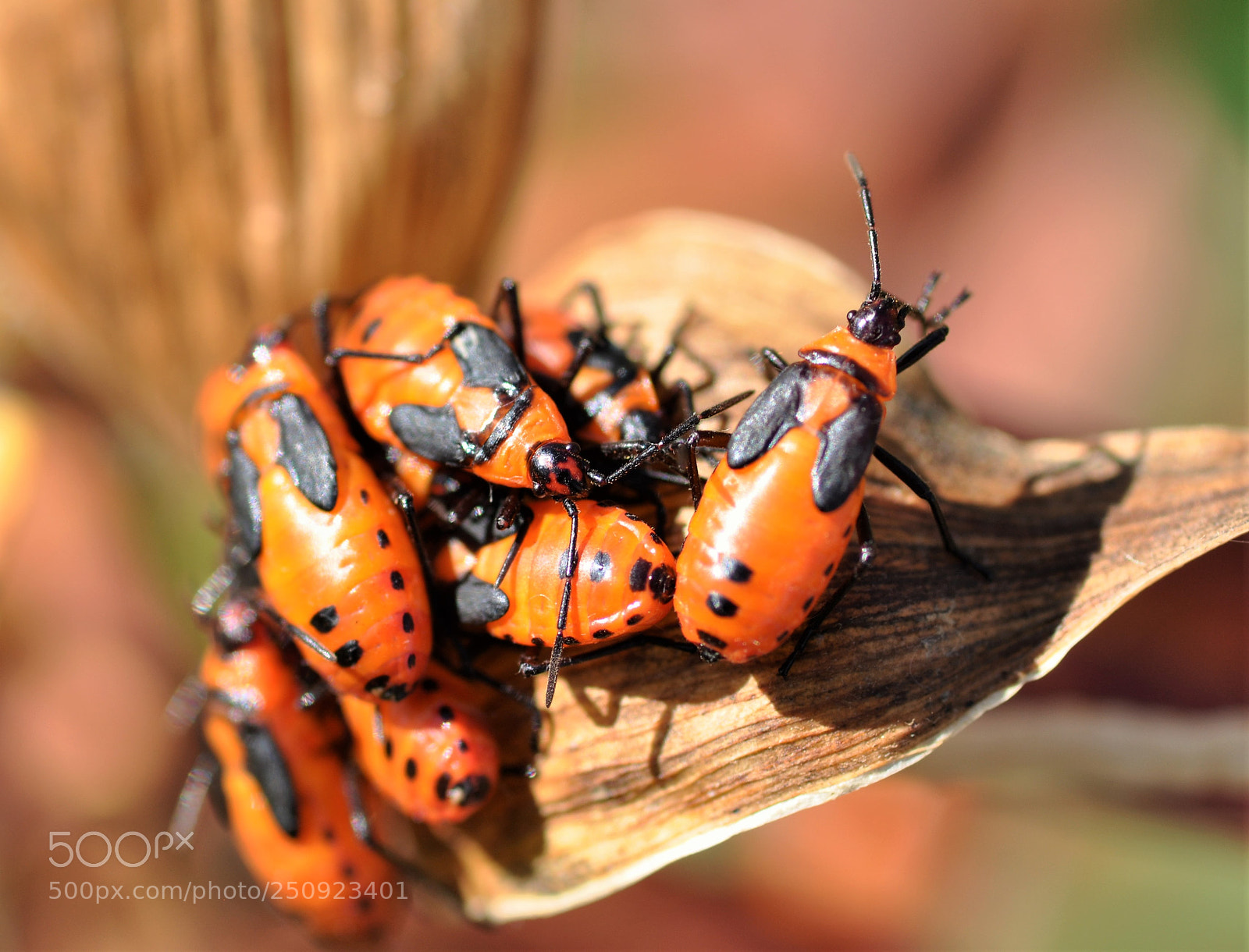 Nikon D90 sample photo. Milkweed beetle photography
