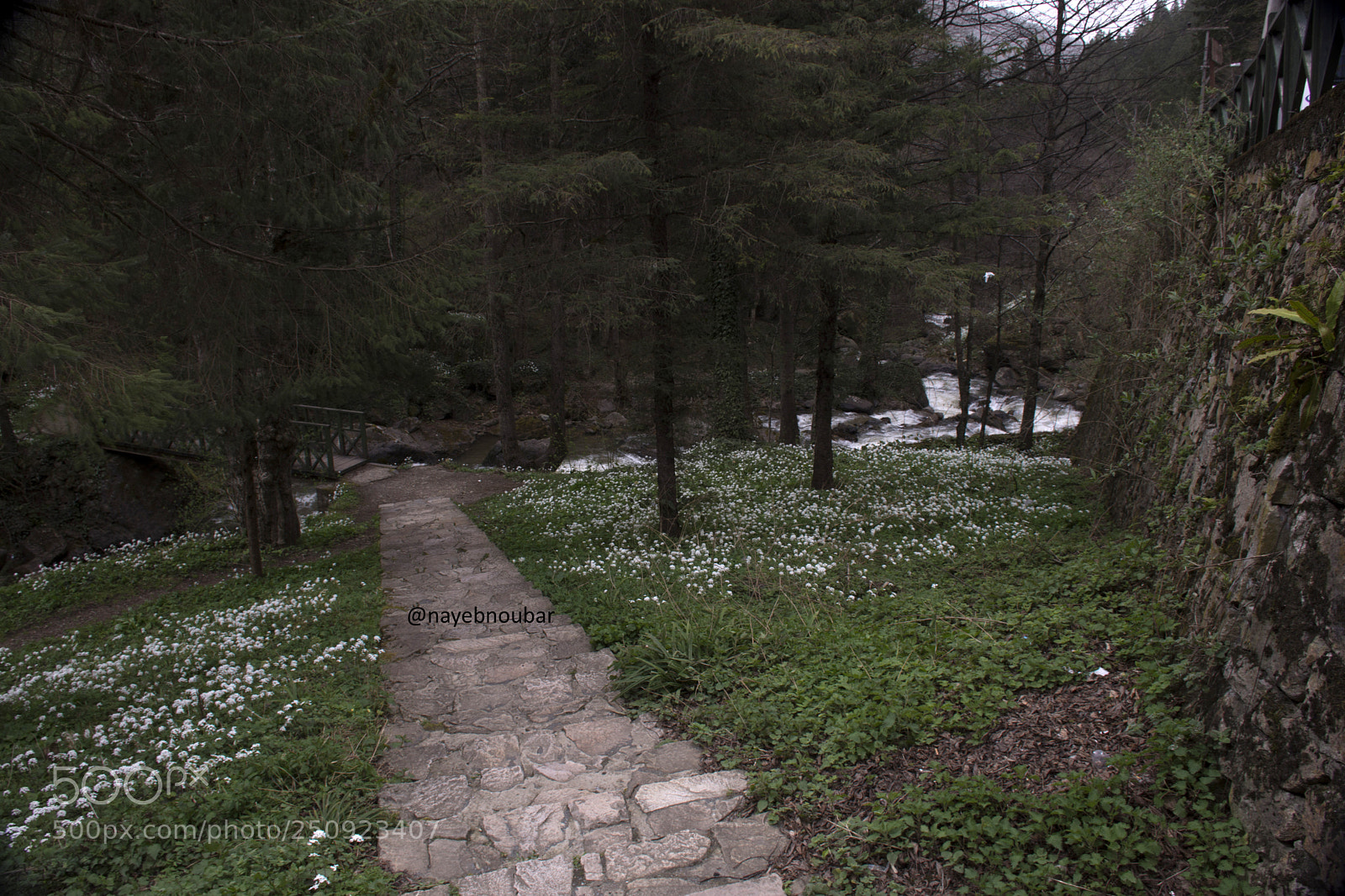 Nikon D7200 sample photo. 1011.jpg photography