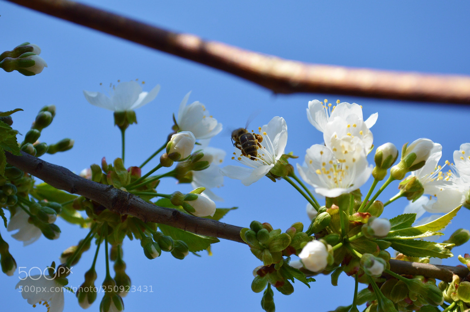 Nikon D3200 sample photo. Dsc photography