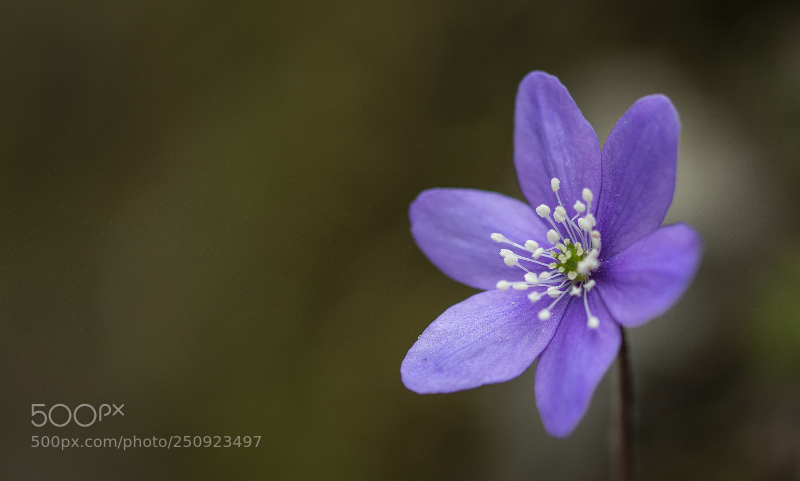 Nikon D7100 sample photo. Anemone blu photography