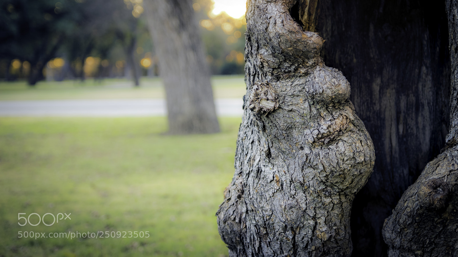 Canon EOS 600D (Rebel EOS T3i / EOS Kiss X5) sample photo. Grumpy hollow tree photography