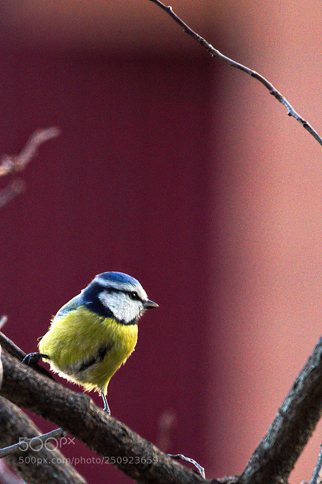 Pentax K-1 sample photo. Blue tit backlight photography