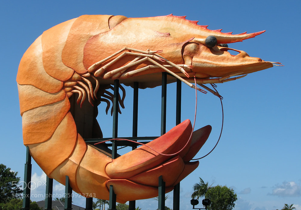 Canon POWERSHOT S5 IS sample photo. The big prawn photography