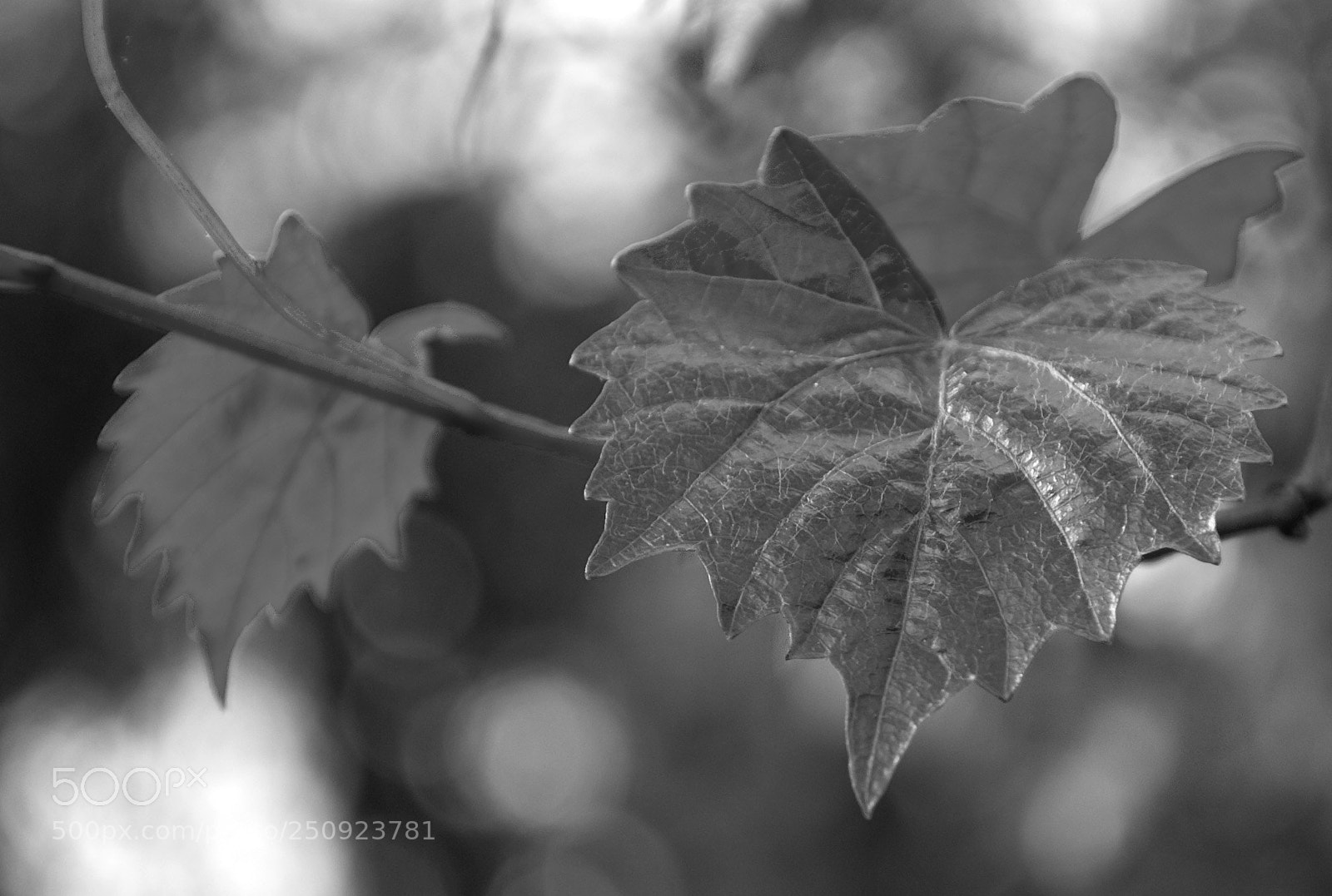 Nikon D60 sample photo. Leaves photography