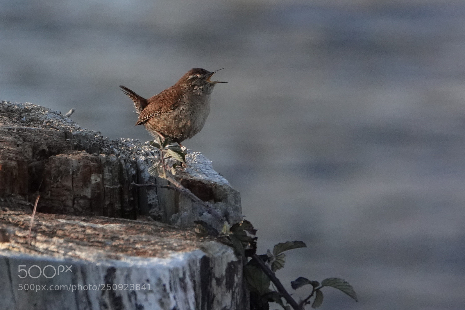 Sony Cyber-shot DSC-RX10 IV sample photo. Eurasian wren singing with photography