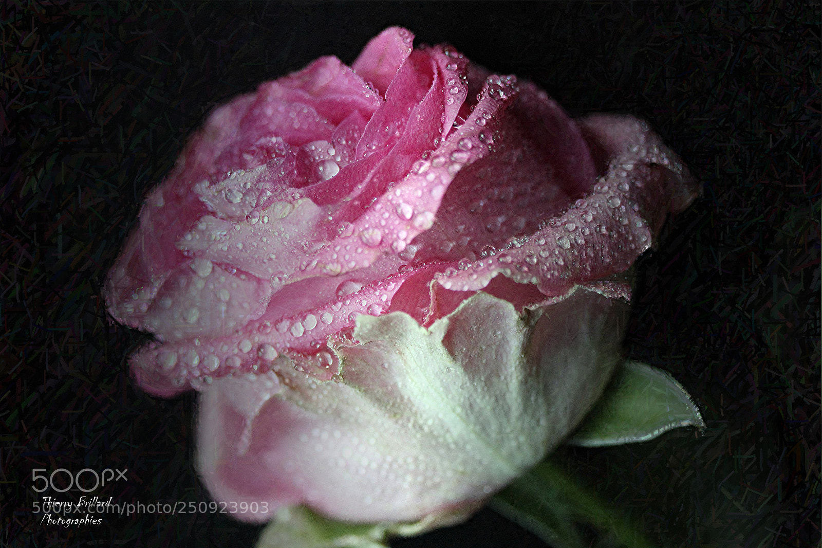 Canon EOS 600D (Rebel EOS T3i / EOS Kiss X5) sample photo. Rose rose photography