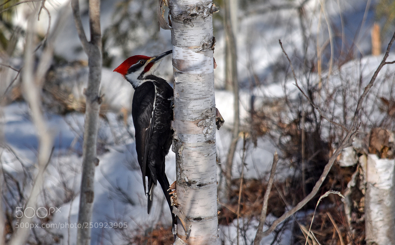 Nikon D3400 sample photo. Pileated woodpecker (male) photography