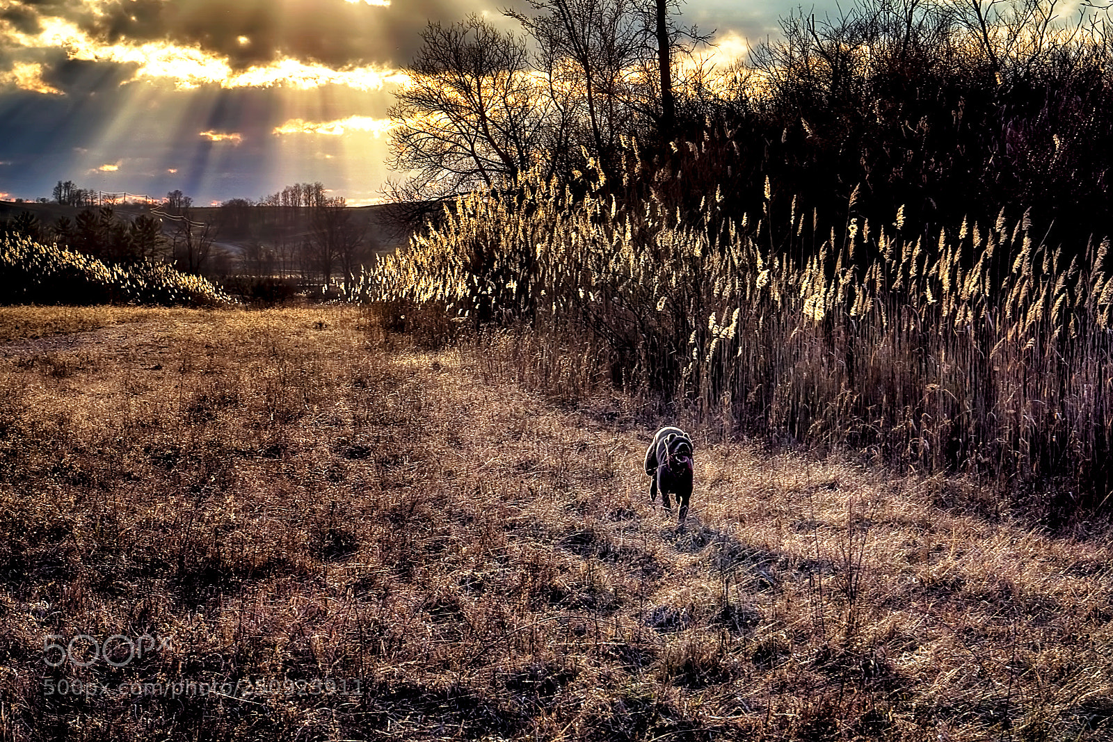 Sony a6000 sample photo. Running home photography