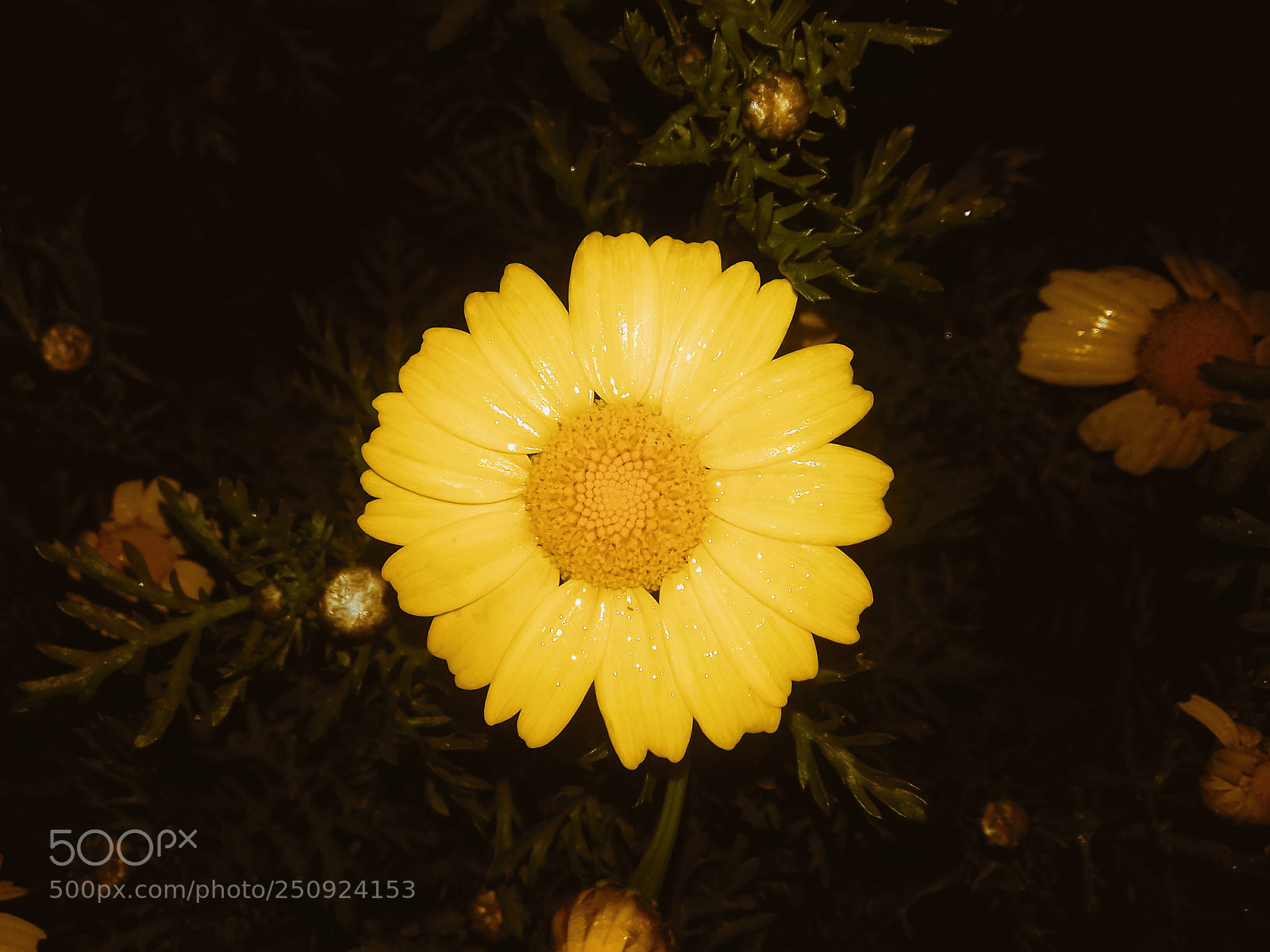 Samsung Galaxy J3(2016) sample photo. Yellow flower photography