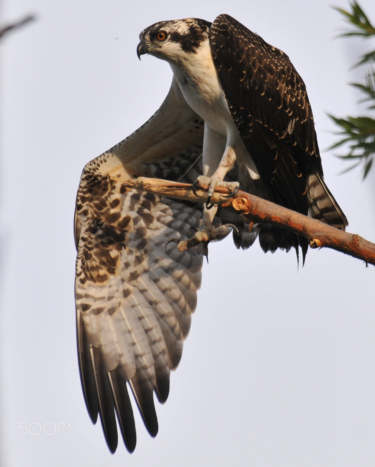 Nikon D300 + Sigma 70-300mm F4-5.6 APO Macro Super II sample photo. 'stretch' photography