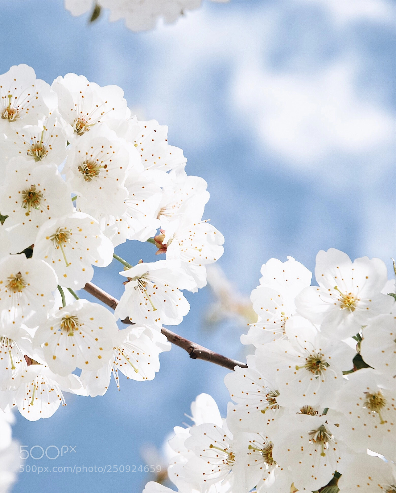 Nikon D3000 sample photo. Spring photography