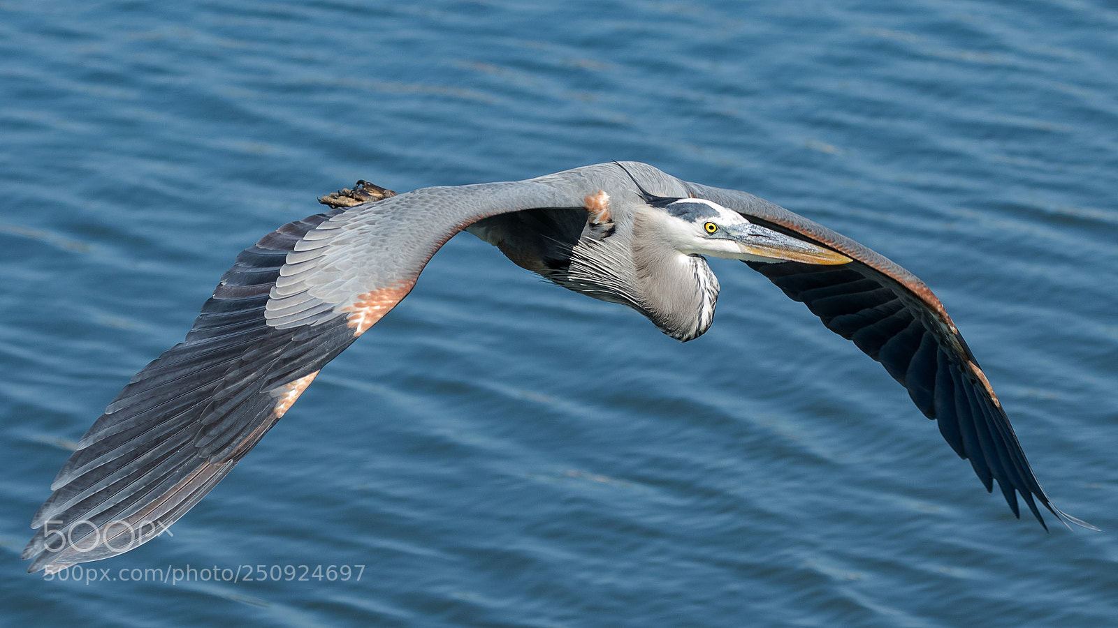 Canon EOS 7D Mark II sample photo. Fly-by photography