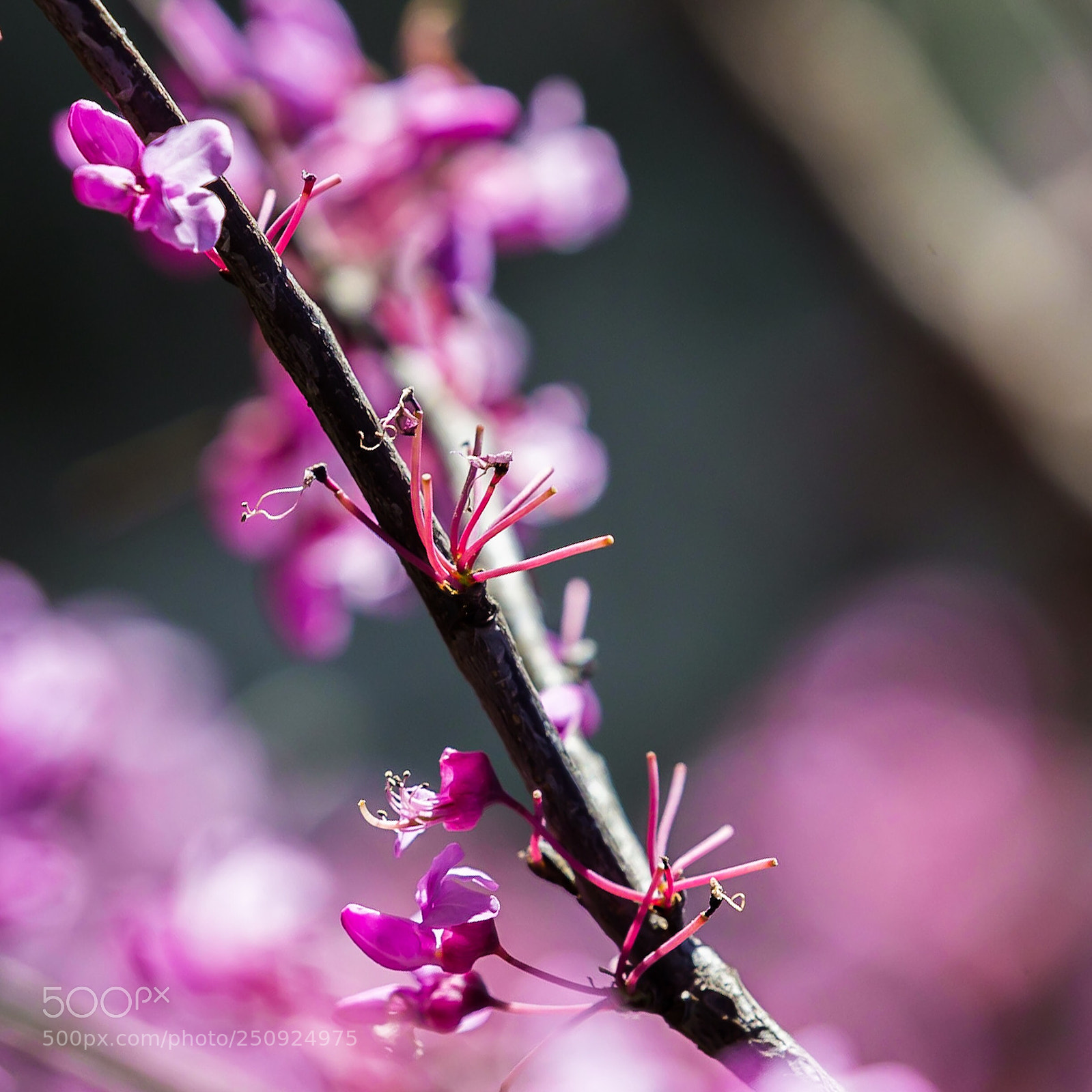 Canon EOS-1D X sample photo. Red bud photography