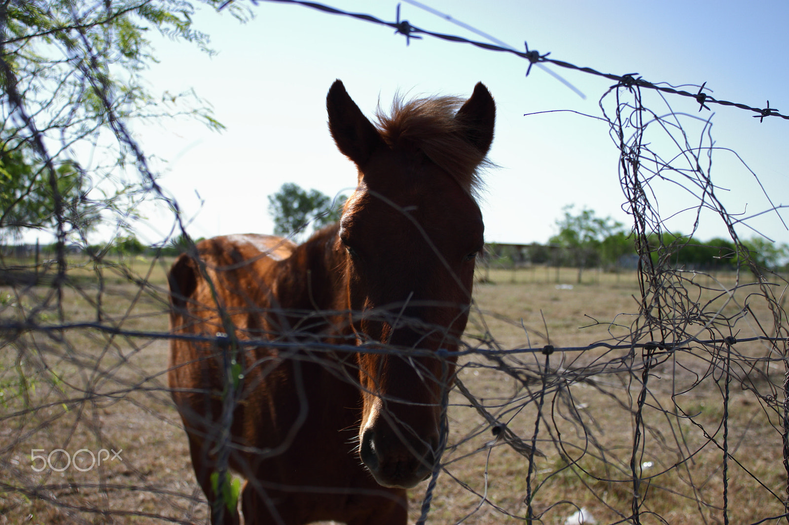 Canon EOS 500D (EOS Rebel T1i / EOS Kiss X3) sample photo. "the acquaintance" - kristen & a horse photography