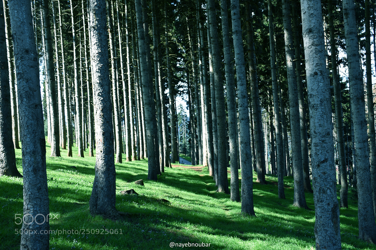 Nikon D7200 sample photo. 1008.jpg photography