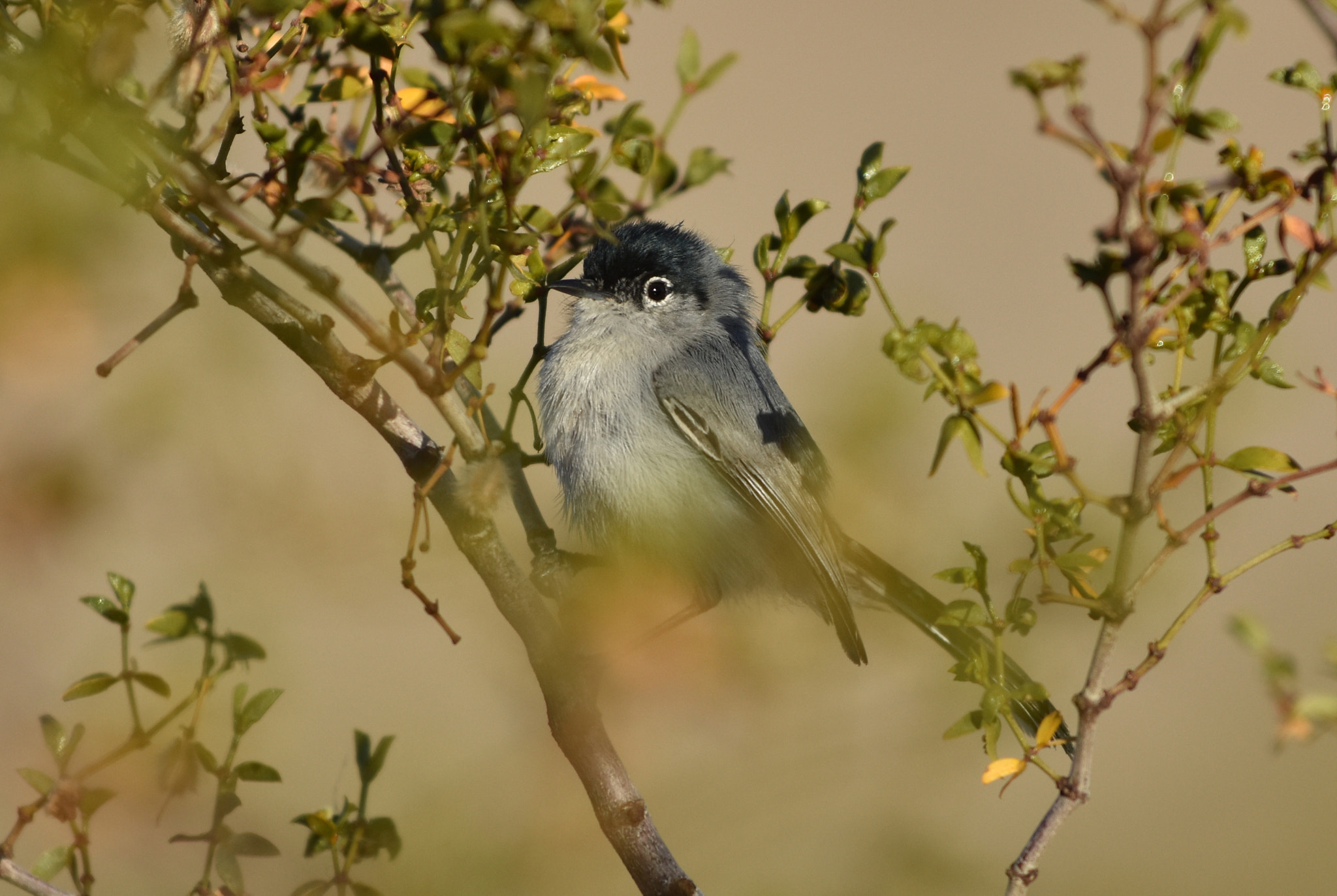 Nikon AF-S Nikkor 70-200mm F4G ED VR sample photo. Black-tailed gnatcatcher photography