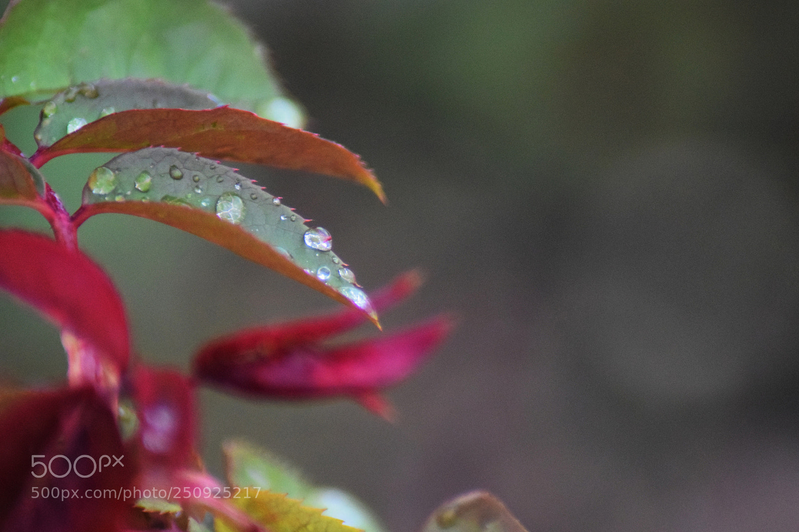 Nikon D3300 sample photo. Water drop photography