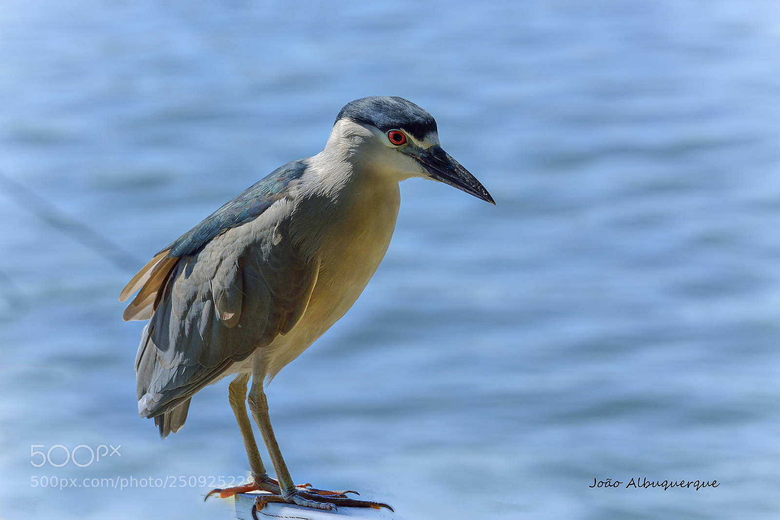 Nikon D5200 sample photo. Socozinho (striated heron) photography
