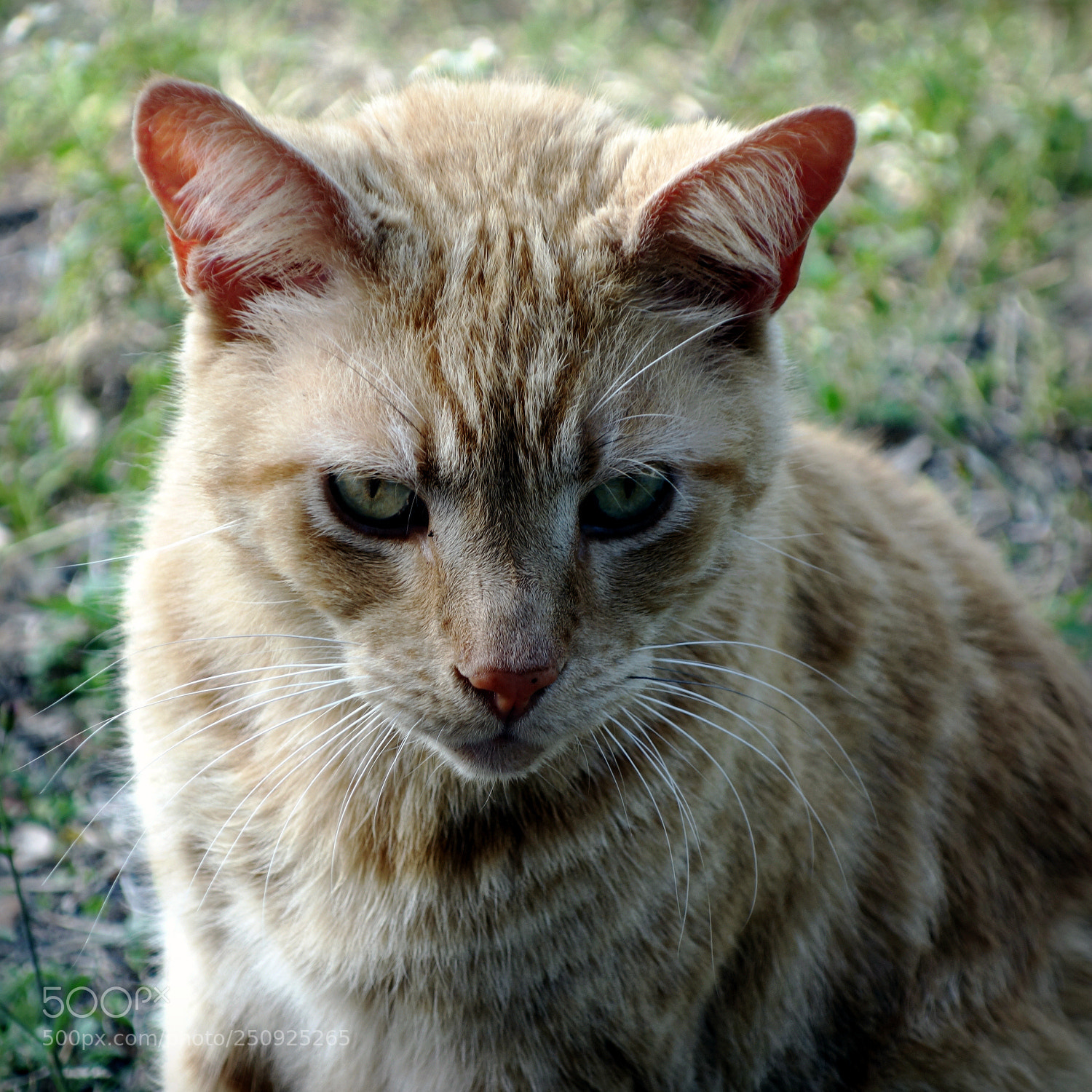 Sony Cyber-shot DSC-RX100 sample photo. Eye of the tiger photography