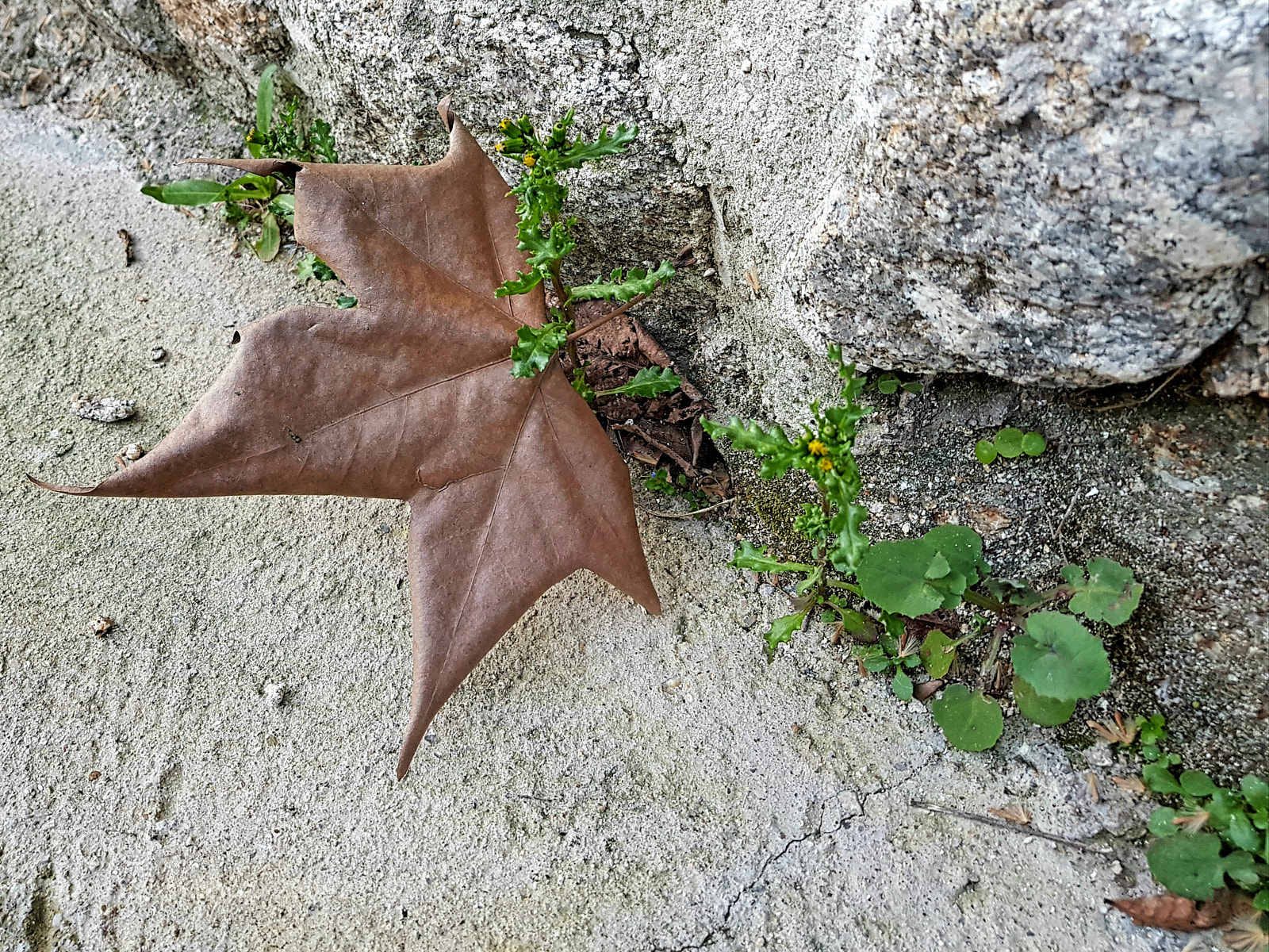 Samsung Galaxy S8 sample photo. Artivan photography