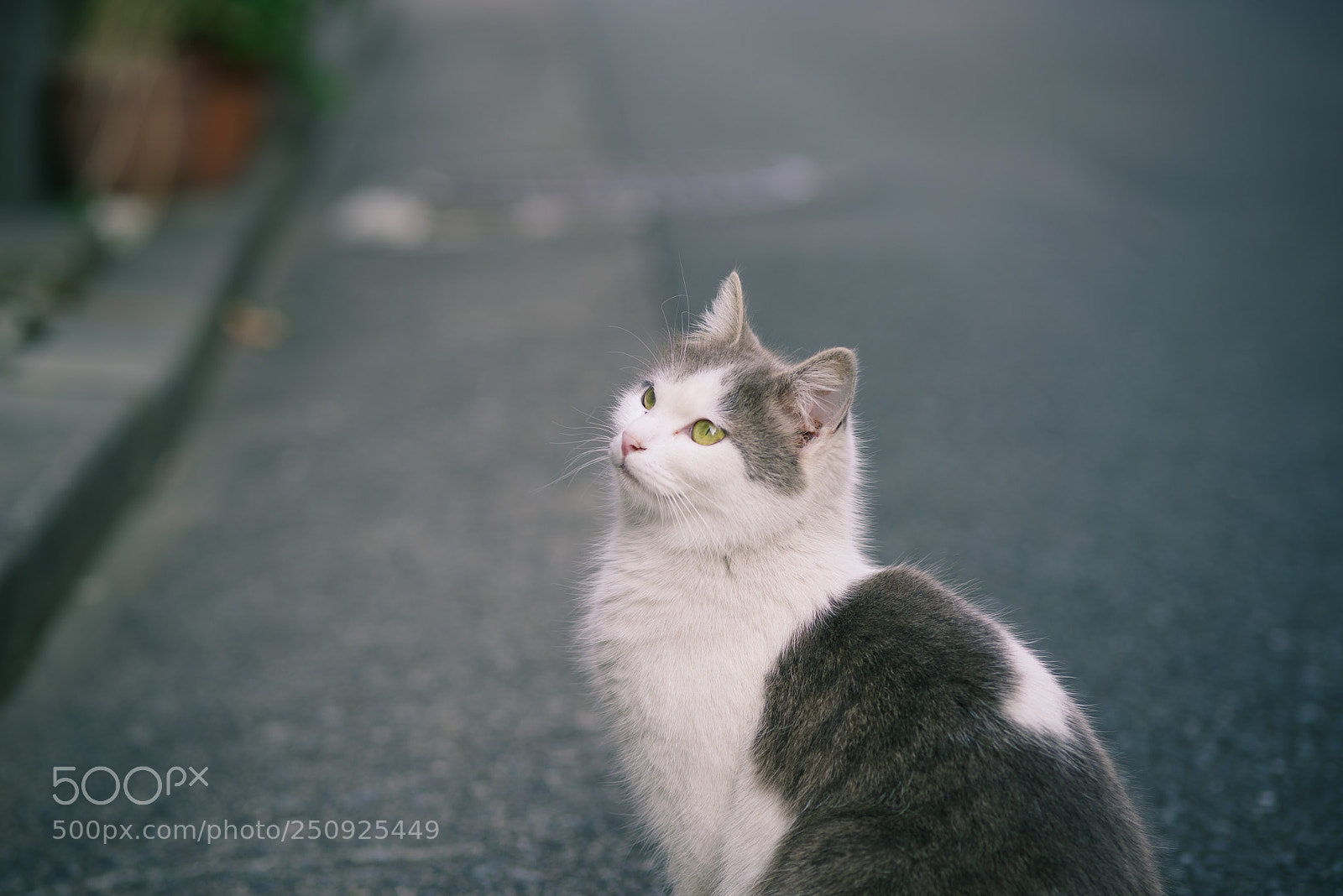 Pentax K-1 sample photo. Straycat photography
