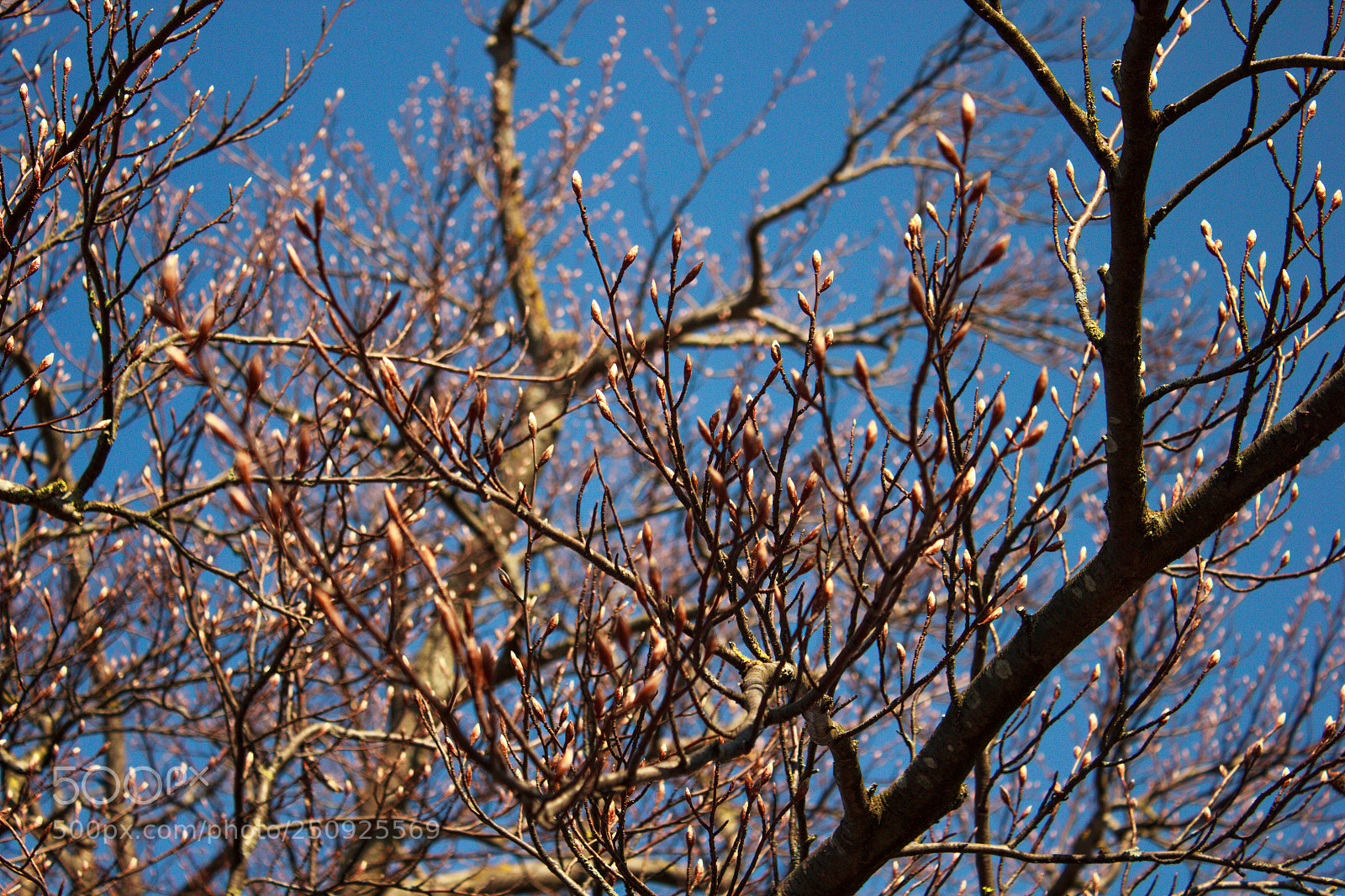 Canon EOS 550D (EOS Rebel T2i / EOS Kiss X4) sample photo. Starting of spring photography