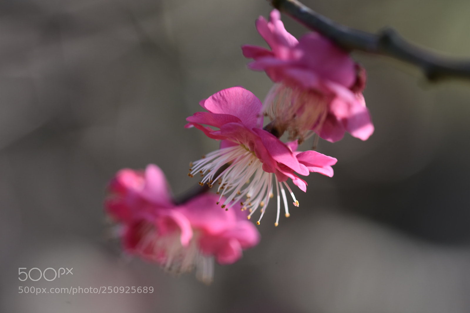 Nikon D7200 sample photo. Plum blossom photography