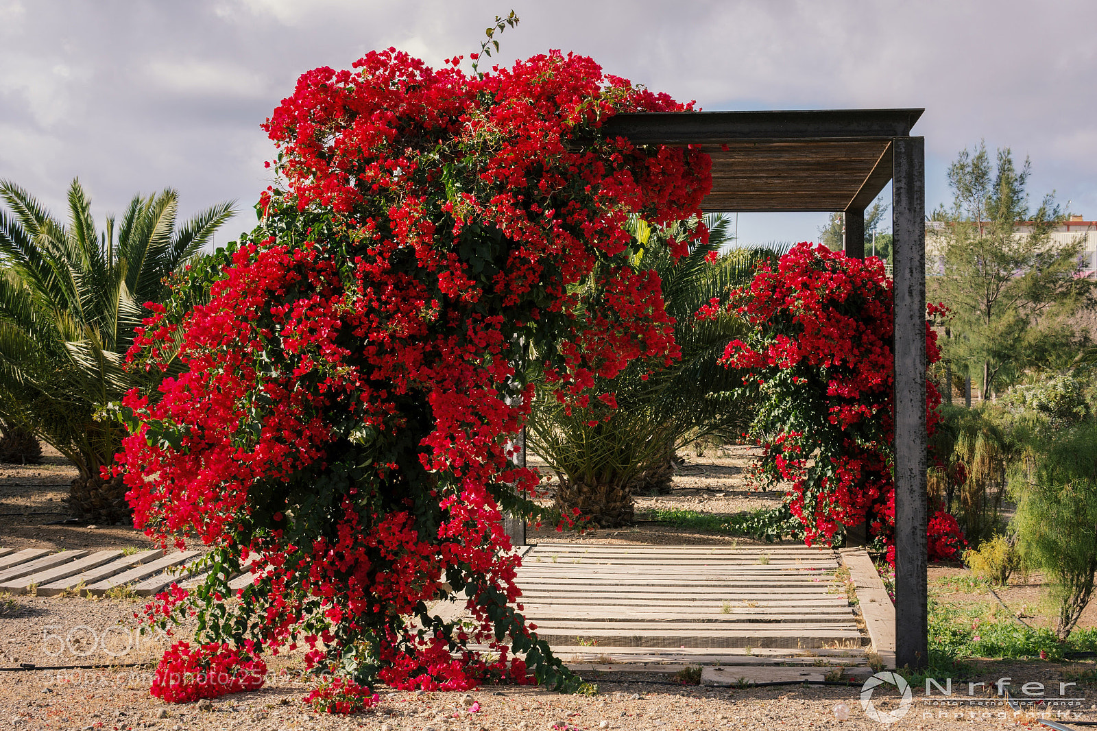 Nikon D7200 sample photo. Rojo y más photography