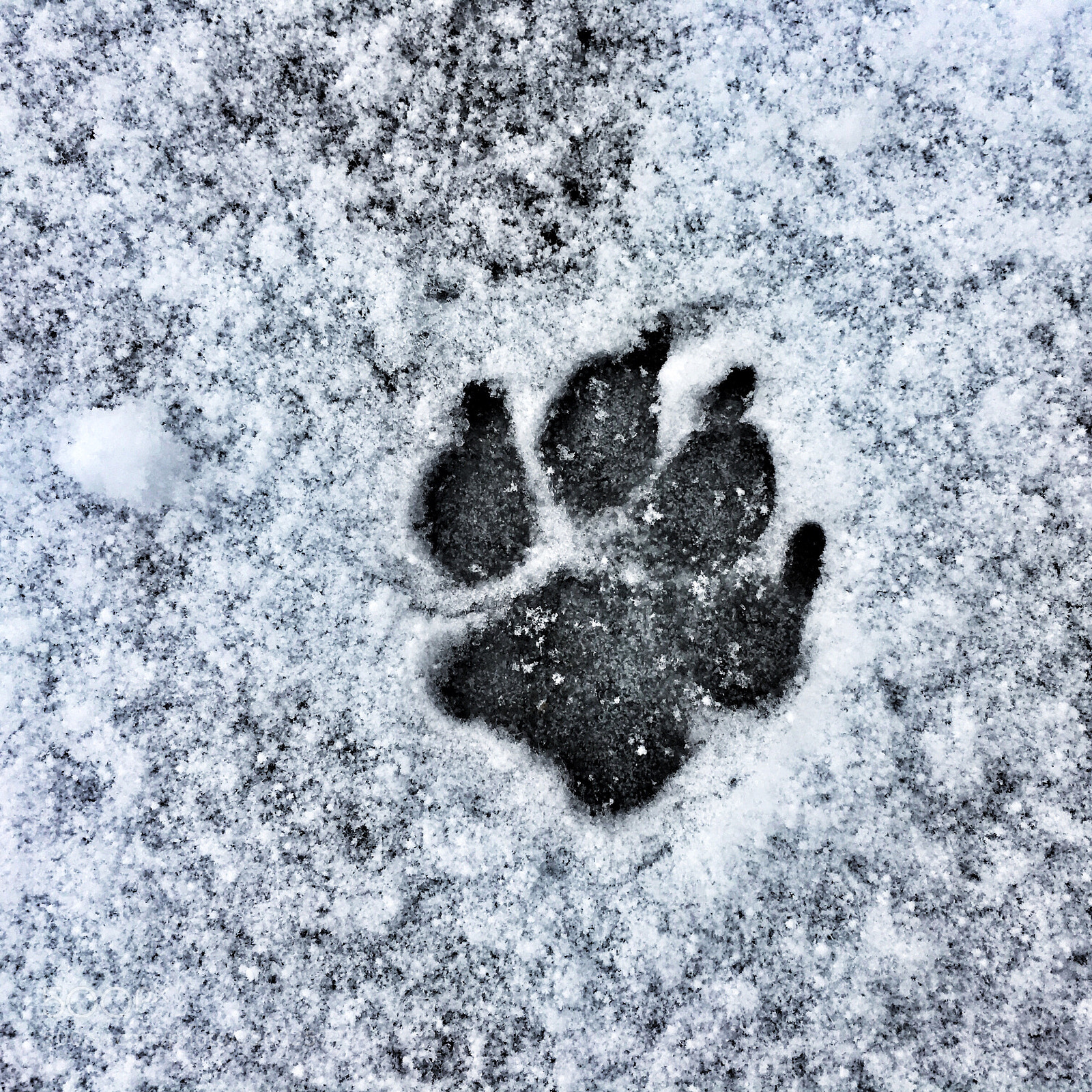 Apple iPhone 6s sample photo. Winter paw print photography
