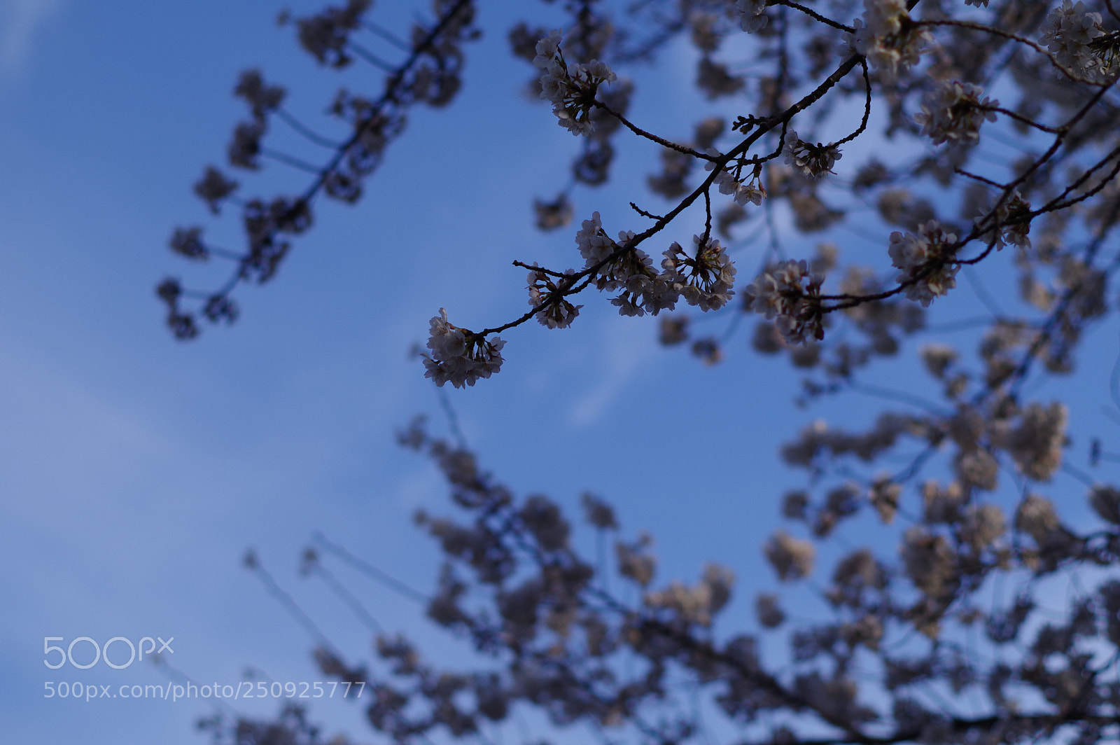 Pentax KP sample photo. Zwzw photography