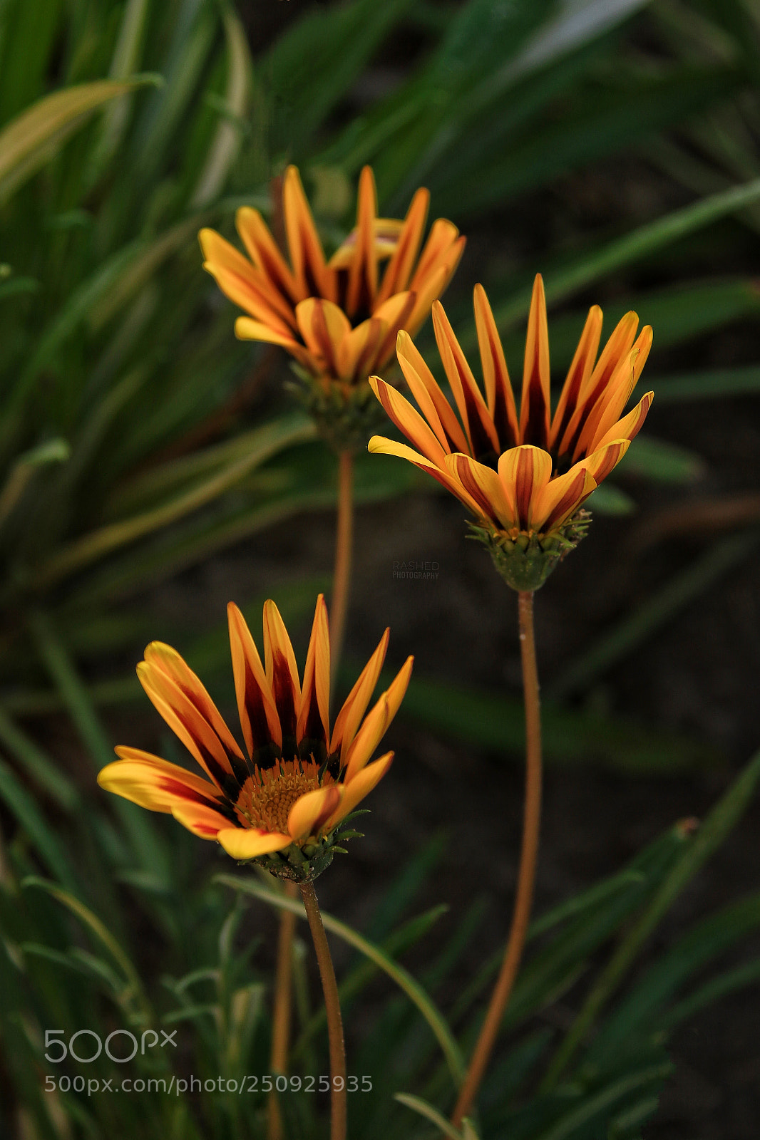 Canon EOS 7D Mark II sample photo. Untitled photography