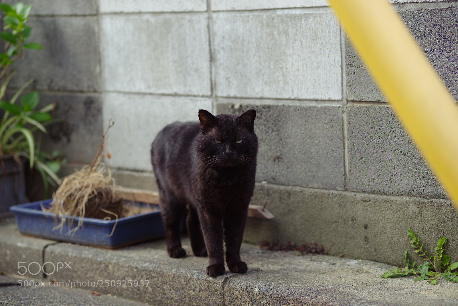 Pentax K-1 sample photo. Black cat -glare eyes- photography