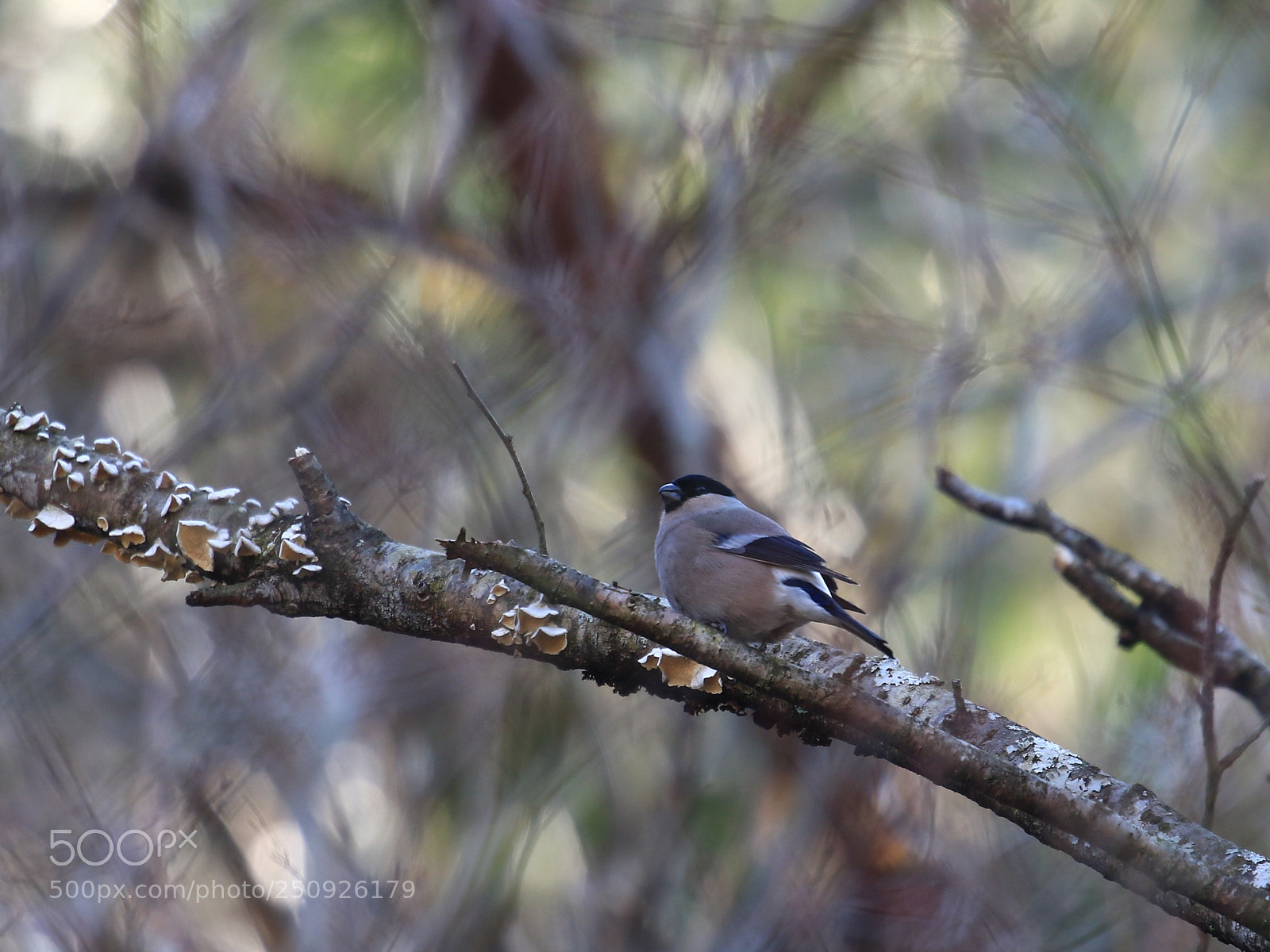 Canon EOS 7D Mark II sample photo. Eurasian bullfinch ♀ アカウソ photography