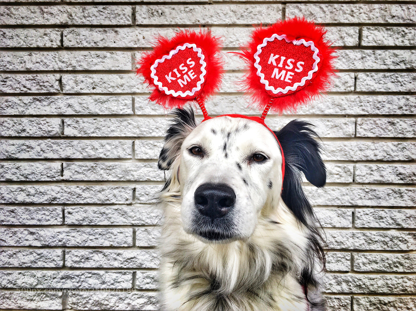 Apple iPhone 6s sample photo. Dog love photography